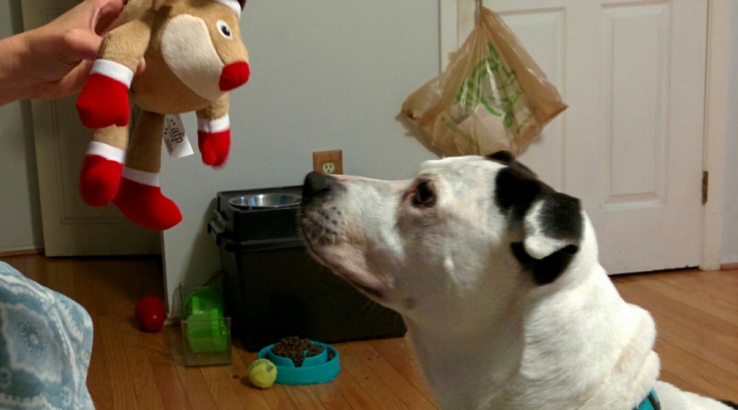 Maxtla staring at a Christmas-themed dog toy
