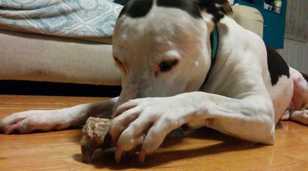 Maxtla gnawing on a bone.