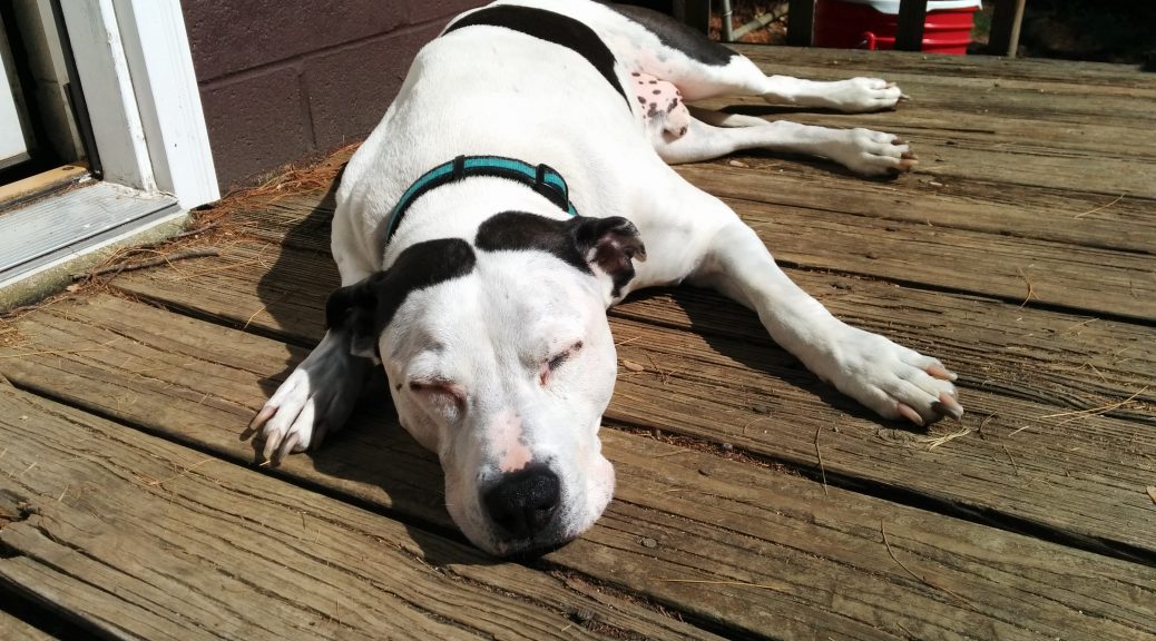 Maxtla laying on the deck in the sun.