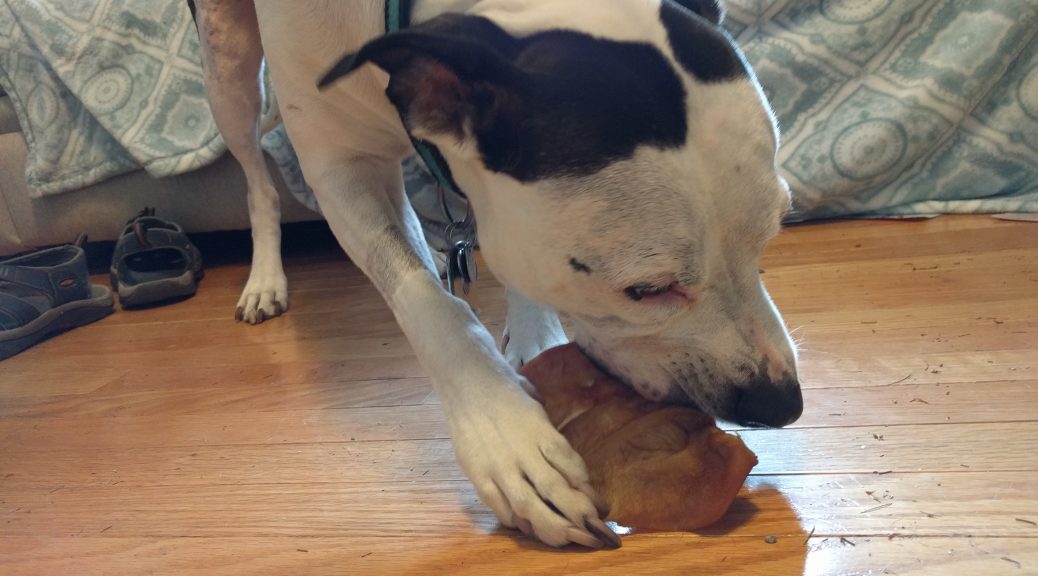 Maxtla, chewing on a pig's ear.