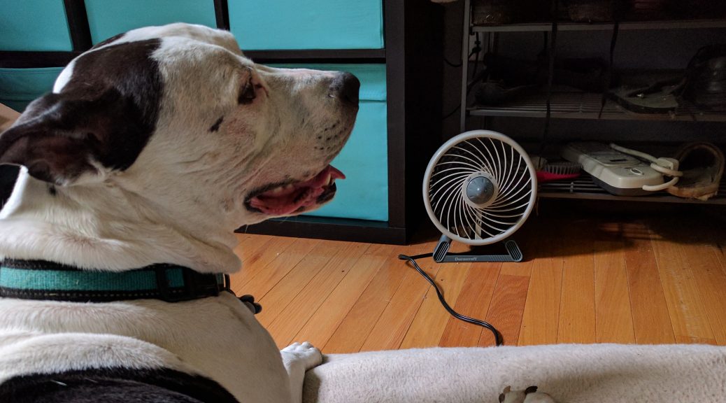Maxtla, sitting in front of a personal-size fan.